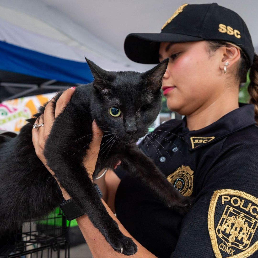 Perros y gatos rescatados encontraron una nueva familia.